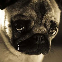 Dogs Are Not People! Understanding The Differences.